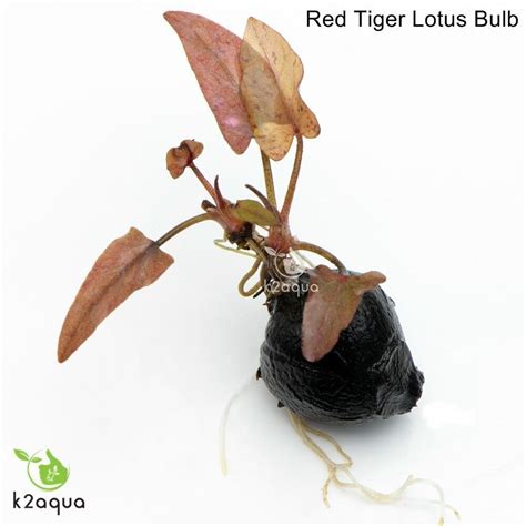 Red Tiger Lotus Bulb Nymphaea Live Aquarium Plant Tropical Lily Fry