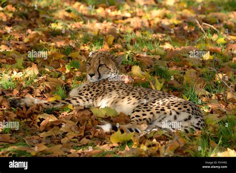 South african cheetah Stock Photo - Alamy