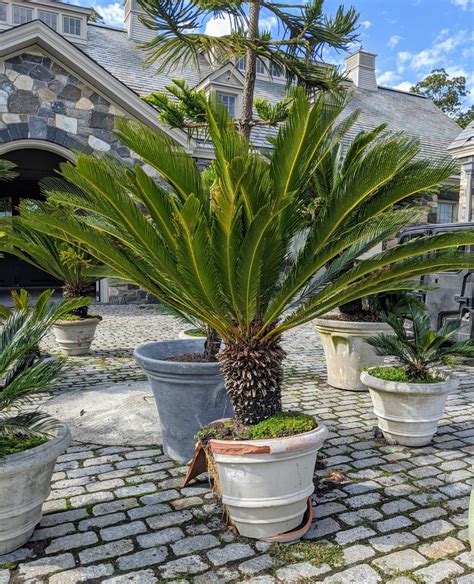 Sago Palm (Cycas revoluta palm) > How To Care: All You Need to Know 🌿