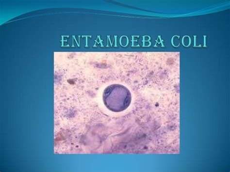 Entamoeba Coli