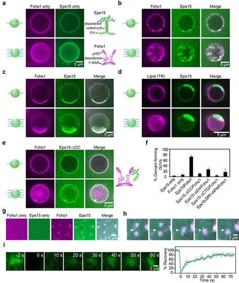 Eps And Fcho Assemble Into Protein Rich Domains On Membrane