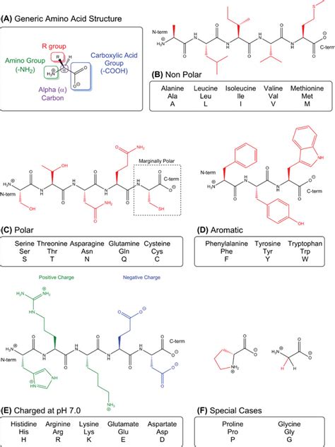 L Amino Acids A All Amino Acids Have A Common Structure With