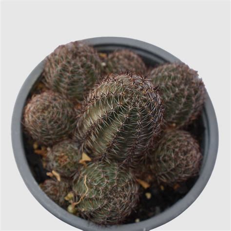 Cactus Rebutia Pygmaea Vivero Aricactus