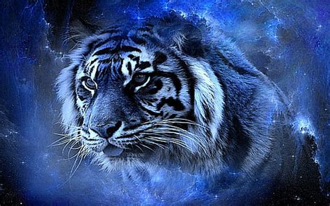 HD wallpaper: Romancing Night, blue, cool, love, beauty, animals ...