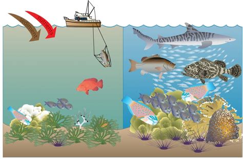 Nutrient Pollution, Overfishing and a loss of Herbivorous species: Phase Shifts - Coral World ...