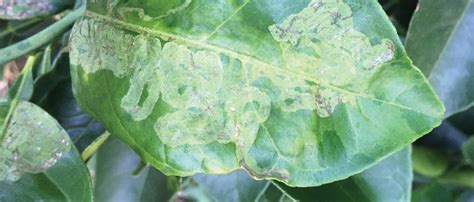 Searles | Control Citrus Leafminer - Treatment