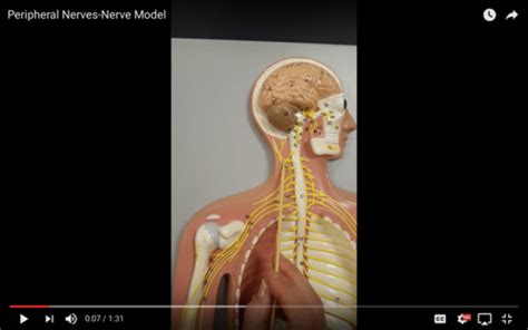 Pns Eyes And Ears Lab Flashcards Quizlet