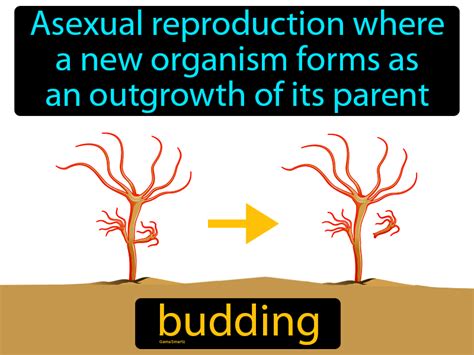 Budding Definition Types With Examples Diagram 44 Off