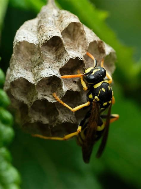 Verst Ndnis Und Umgang Mit Wespen Asv Pest Control Gmbh