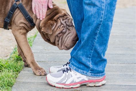 Qué Hacen Los Perros Si Huelen A Cáncer