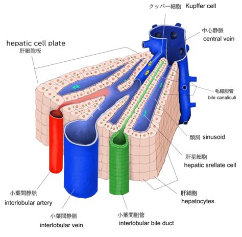 visual anatomy
