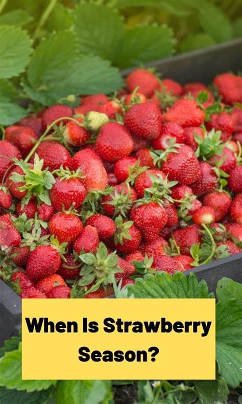 When Is Strawberry Season? – Strawberry Plants