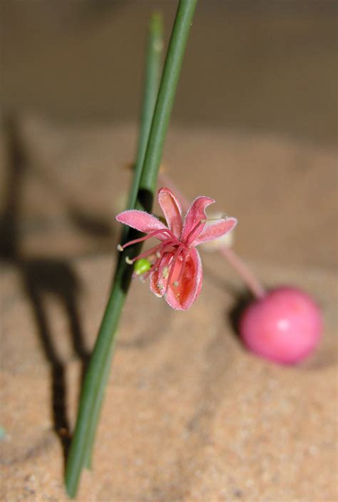 Capparis decidua - Plant Biodiversity of South-Western Morocco