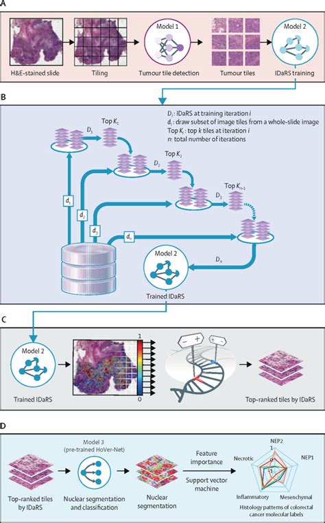 Development And Validation Of A Weakly Supervised Deep Learning