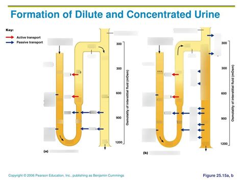 urine production: dilute vs. concentrated urine Diagram | Quizlet