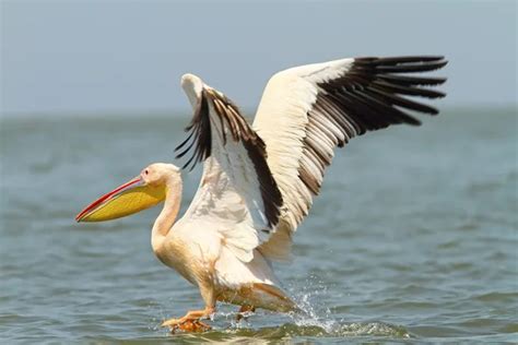 Brown Pelican flying over water — Stock Photo © OndrejProsicky #119154482