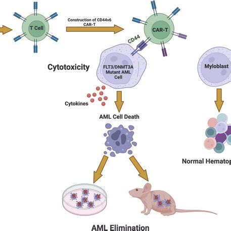 Chimeric Antigen Receptor Car Engineered Tcell Action On Flt Dnmt A