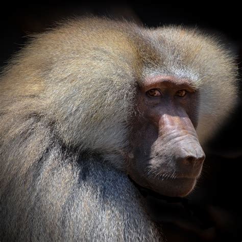 Baboon Portrait Face Close - Free photo on Pixabay - Pixabay