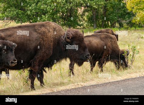 Custer state park bison photograph hi-res stock photography and images ...