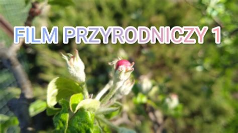 Film Przyrodniczy 1 YouTube