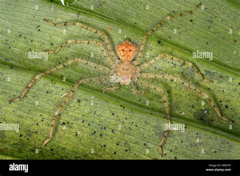 Ara A Cangrejo Gigante Huntsman Sparassidae Ara A Se Asienta En Una