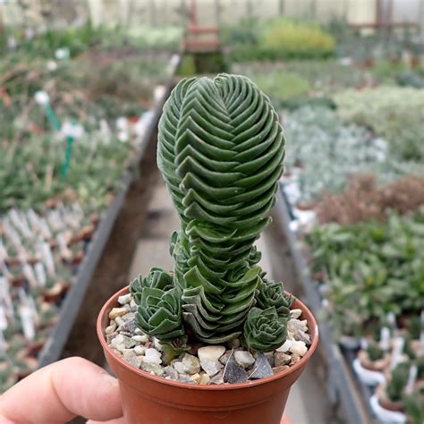 Crassula Hybr Buddhas Temple Uhlig Kakteen Ber Verschiedene