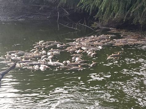 Denuncian La Mortandad De Peces En El R O Guadalquivir