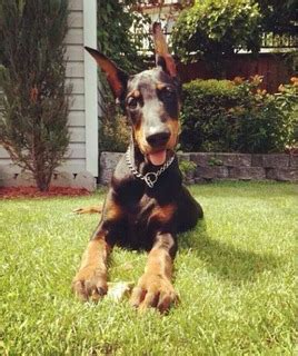 Cachorro Doberman Mercadolibre