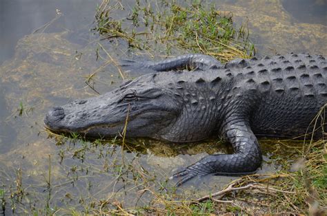 Florida State Reptile