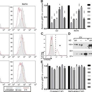 Cv Ko Xfad Mice Have Increased Microglia Activation Compared With