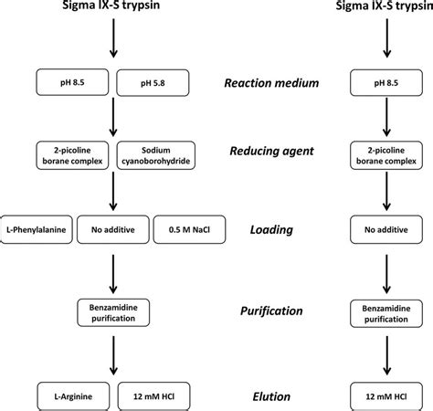 Trypsin Preparation Workflow A The General Workflow For Preparation