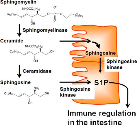 Figure From Immunological Function Of Sphingosine Phosphate In The