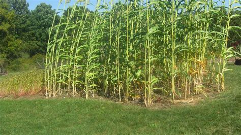 Sorghum Growing In My Backyard Youtube