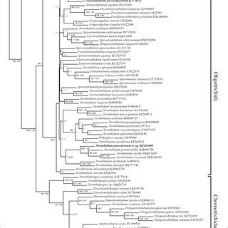 Maximum Parsimony Analysis Tree Inferred From S Rrna Gene Sequences