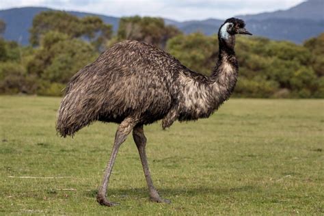 Emu Symbolism, Dreams, and Messages - Spirit Animal Totems