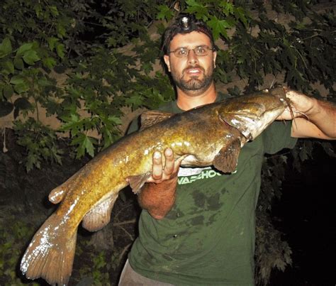 Caught A Flathead Catfish On Delaware River Using A Live Bluegill