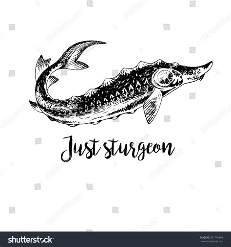 Hand Drawn Sturgeon Retro Sketches Isolated Stock Vector Royalty Free