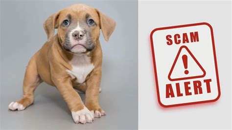 How To Avoid Puppy Scams Expert Tips From A Pitbull Breeder