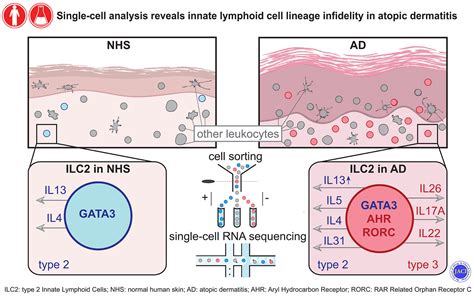 Single Cell Analysis Reveals Innate Lymphoid Cell Lineage Infidelity In