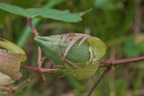 Cottonseed Facts And Health Benefits