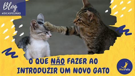 Dicas Do Que N O Fazer Quando Estiver Introduzindo Um Novo Gato Em Uma