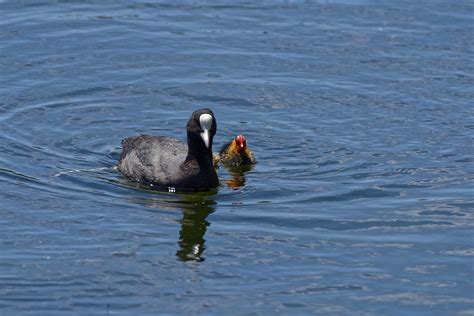 Foulque Macroule Fulica Atra Eurasian Coot Aiguamolls Flickr