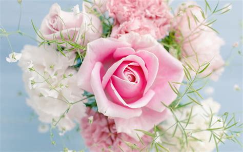 Beautiful Pink Rose Flower Wallpaper