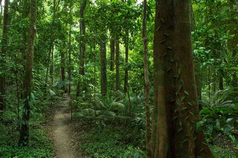 Cape Tribulation Daintree Rainforest And Mossman Gorge Day Trip