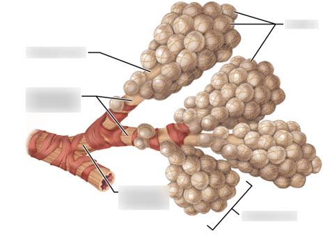 Alveolar Diagram Labeled Diagram Quizlet