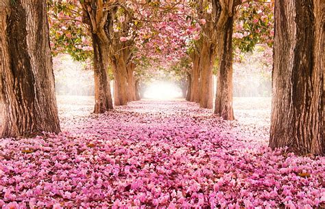 HD wallpaper: pink cherry blossoms, road, trees, flowers, nature, Park ...