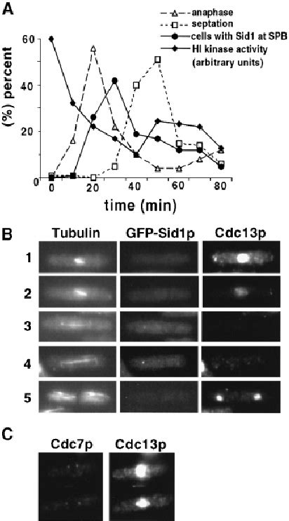 Sid P Spb Localization Coincides With Cdk Inactivation And Cyclin