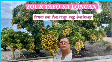 Tour Muna Tayo Sa Longan Tree Sa Harap Ng Bahay Grabeh Sobrang Daming Bunga Youtube