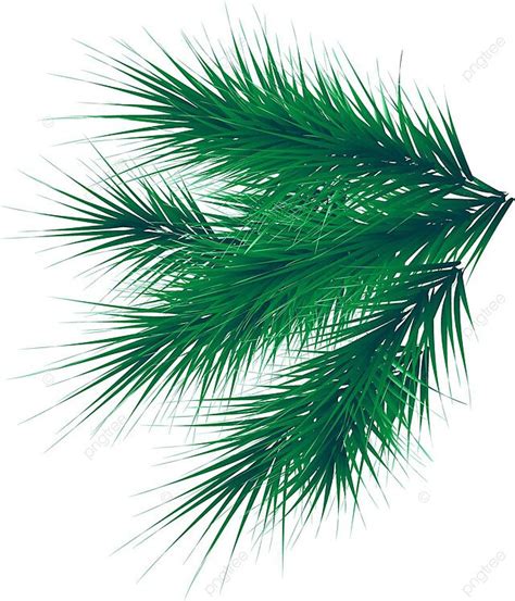 Green Lush Spruce Branch Fir Branches Graphic Lush Year Vector Graphic