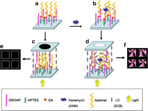 Schematic Illustration Of Aptamer Based Lc Sensor For Knm A Decorated